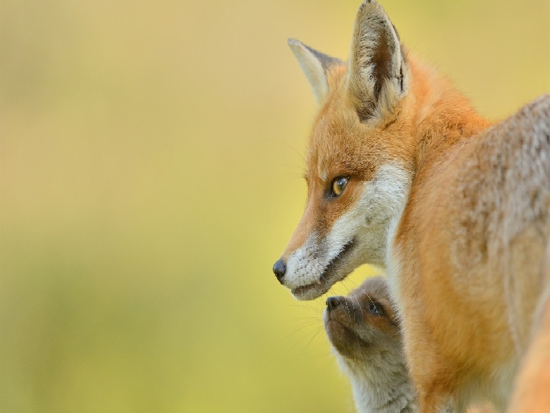 信教的人可以试管（35岁试管头胎）